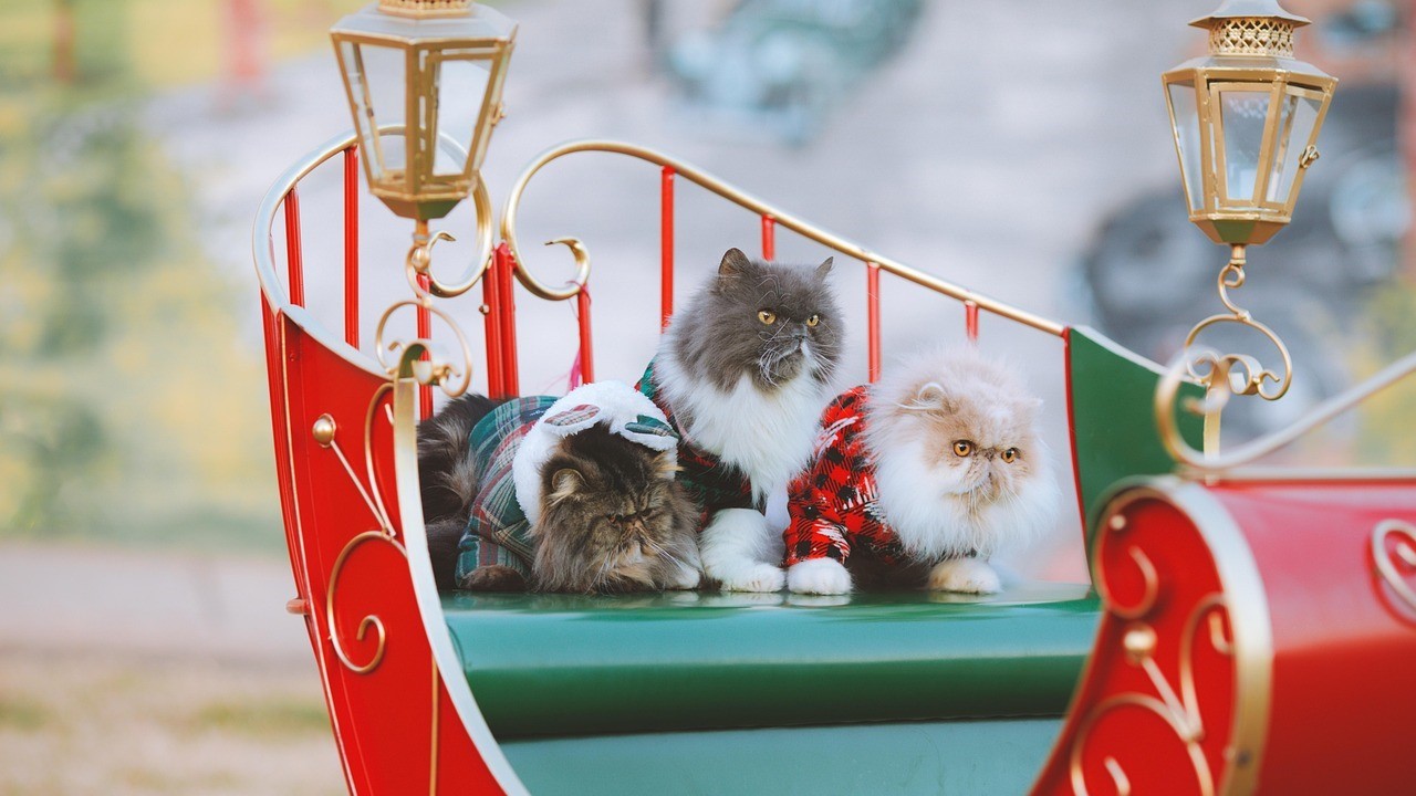 Вроцлав ярмарки, ярмарки Вроцлав, ежегодные ярмарки Вроцлав, рождественская ярмарка Вроцлав, пасхальная ярмарка Вроцлав, антикварный рынок Вроцлав, фестивали Вроцлав, ярмарки и рынки Вроцлав, события во Вроцлаве, куда пойти Вроцлав, туристам Вроцлава, гастрономические фестивали Вроцлав, ярмарка коллекционеров Вроцлав, фермерские рынки Вроцлав, сезонные ярмарки Вроцлав